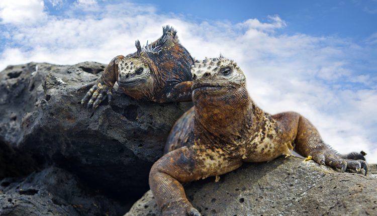 Galapagos. ©kjorgen-iStock-GettyImages
