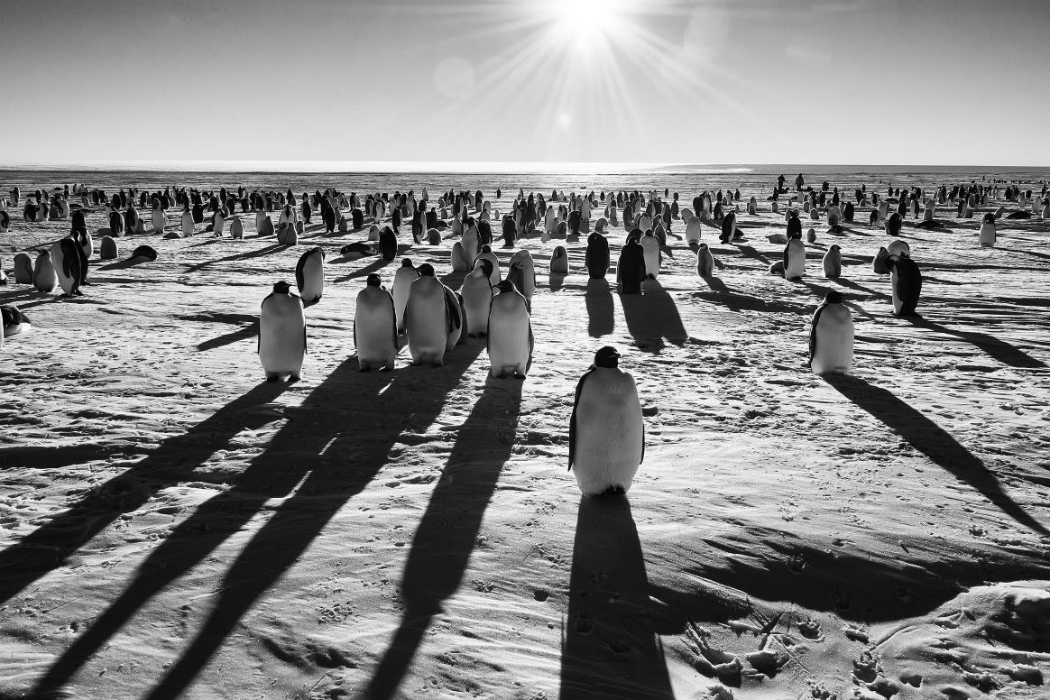 Ultimate Shore Excursions: Camping with penguins