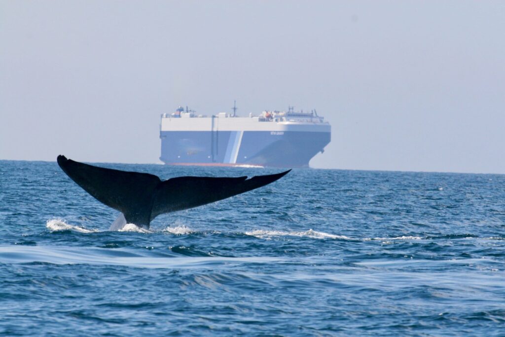 Cruise ship sailing along the California coast near whale protection zone