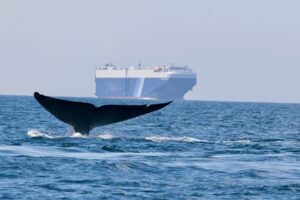 Cruise ship sailing along the California coast near whale protection zone