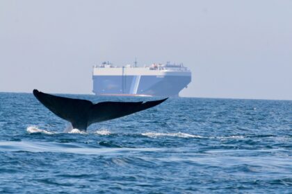 Cruise ship sailing along the California coast near whale protection zone