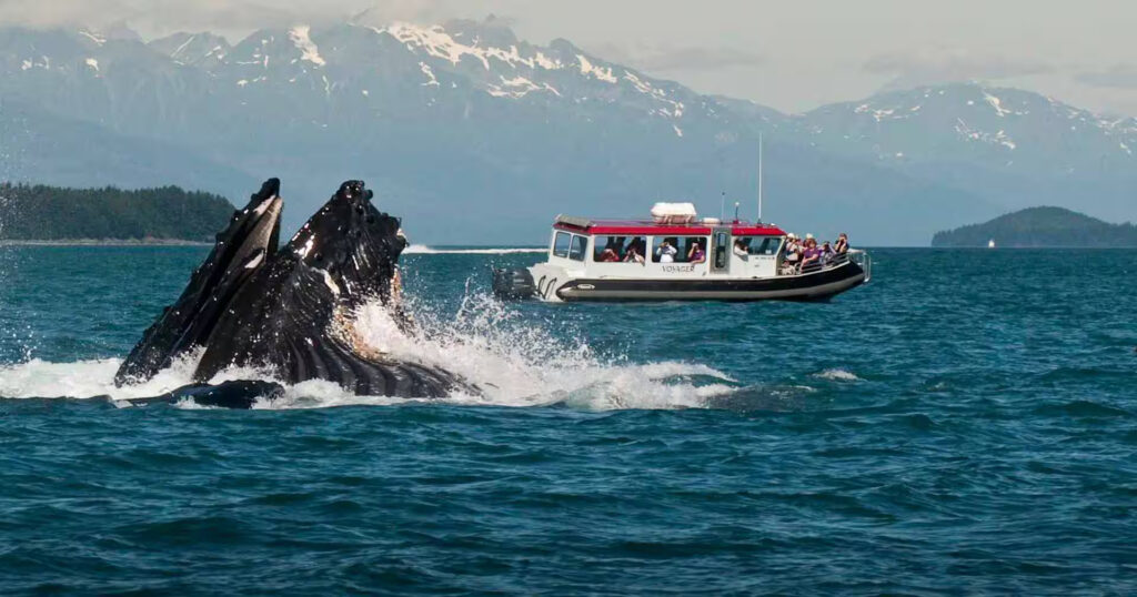 MSC Poesia sailing in Alaska with whale monitoring program onboard
