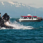 MSC Poesia sailing in Alaska with whale monitoring program onboard