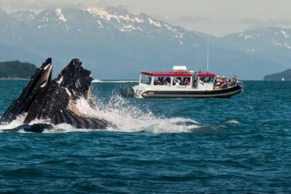 MSC Poesia sailing in Alaska with whale monitoring program onboard